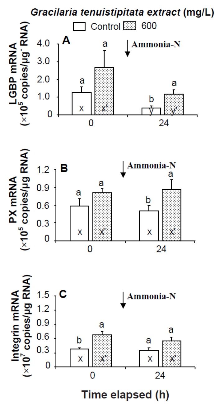 Transcript levels of (A) lipopolysaccharide and β-1,3-glucan binding protein (LGBP); (B) peroxinectin (PX); and (C) integrin β (IB) of hemocytes of white shrimp Litopenaeus vannamei immersed in seawater containing Gracilaria tenuistipitata extract (GTE) at 0 (control) and 600 mg/L for 3 h and then exposed to seawater containing 5 mg/L ammonia-N for 24 h. Each bar represents the mean value from eight determinations with the standard error (SE). Data (mean ± SE) with different letters (a, b) are significantly different (p < 0.05) between treatments. Data with different letters (x, y) and with different letters (x′, y′) are significantly different (p < 0.05) before and after ammonia stress between control shrimp and between GTE receiving shrimp.