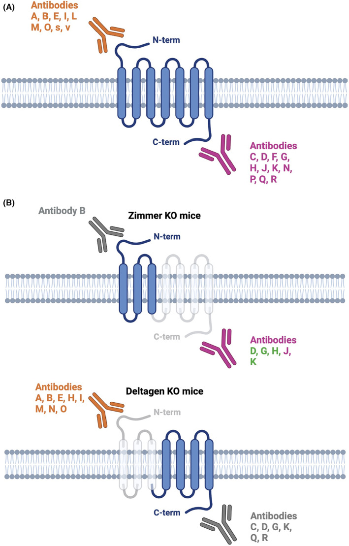 Anti‐CB2R antibodies. The letters assigned to the antibodies correspond to those assigned in Table 1. (A) Recognition of CB2R by antibodies used on nervous tissue. Antibodies directed against the N‐terminal (N‐term) region of the CB2R receptor are shown in orange. Antibodies against the C‐terminal (C‐term) region of the receptor are shown in pink. (B) CB2R antibodies tested in CB2R partial Knock‐Out mice. The antibodies which have been tested on tissue from each of the two available partial KO mouse are represented, that is on the Zimmer strain 28 in which CB2R C‐term region is deleted and on the Deltagen strain (The Jackson Laboratory, Cnr2 tm1Dgen /J, #005786) in which CB2R N‐term region is deleted. The antibodies tested on tissue from “non‐adequate” partial KO mice, that is to say in which the deleted part of the CB2R gene does not encode the epitope recognized by the antibody, are represented in gray. Conversely, the antibodies which have been tested on “adequate” partial KO mouse tissue are represented in colors, that is, in orange and pink for those recognizing the N‐term and C‐term regions, respectively. The antibodies validated by these tests, that is to say for which a reduction in signal was observed on the tissue of the appropriate KO mouse, are represented in green. C‐term, C‐terminal; CB2R, cannabinoid receptor type 2; KO, knock‐out; N‐term, N‐terminal. Figure generated with https://biorender.com/