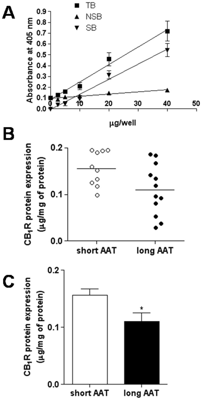 CB1R protein expression in MS lymphocytes.A. Calibration curve of the ELISA test with different concentrations of CHO-CB1 cell extracts. Specific binding (SB) of anti-CB1 antibody to CHO-CB1 cell extracts followed the equation y = 0.01133×+0.01951 (R2 = 0.9775). B. Dispersion graphs of CB1 protein content in human lymphocytes from short AAT group (white circles and bar) and long AAT group (black circles and bar) of patients. C. Histogram of cumulative data shown in panel B. *p = 0.0335.
