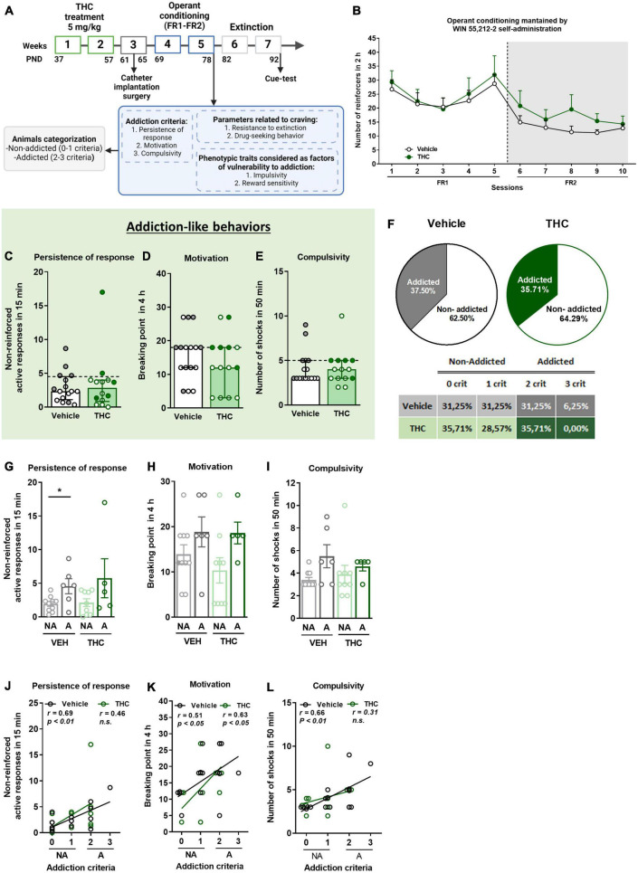 THC administration during adolescence led to the development of an addictive-like phenotype after WIN 55,212-2 operant self-administration in adult mice. (A) Timeline of the experimental sequence of the WIN 55,212-2 self-administration mouse model. (B) Number of infusions obtained by vehicle and THC pre-treated groups during 2 h of operant self-administration maintained by intravenous infusions of WIN 55,212-2 under both FR1 and FR2 schedules of reinforcement (mean ± SEM, repeated measures ANOVA). (C–E) Mice presented similar responses in the three addiction-like criteria tests (individual data with median and interquartile range). (C) Persistence of response: number of active nose-poke responses during the 15 min drug-free period (U Mann–Whitney). (D) Motivation: breaking point determined during a 4 h progressive schedule of reinforcement represents the maximal number of responses that an animal is able to emit to obtain one drug infusion (Student’s t-test). (E) Compulsivity: number of shocks received following the schedule described in section “Materials and methods”, reflecting the compulsivity level of each group (U Mann–Whitney). The dashed horizontal line indicates the 75th percentile of the distribution of the group, used as the threshold to consider a mouse positive for one criterion. “Addicted” mice are represented in gray-filled circles for the vehicle group and green-filled circles for the THC group. (F) Percentage of mice categorized as “addicted” (Chi-square). (G–I) Behavioral tests of the three addiction-like criteria when separated between “addicted” and “non-addicted” (individual data with median and interquartile range, Student’s t-test for persistence and motivation, U Mann–Whitney for compulsivity, *p < 0.05). Pearson correlations between individual values of addiction-like criteria, and (J) non-reinforced active responses in 15 min, (K) breaking point in 4 h, and (L) number of shocks in 50 min (nVehicle = 16, nTHC = 14; statistical details are included in Supplementary Table 1).