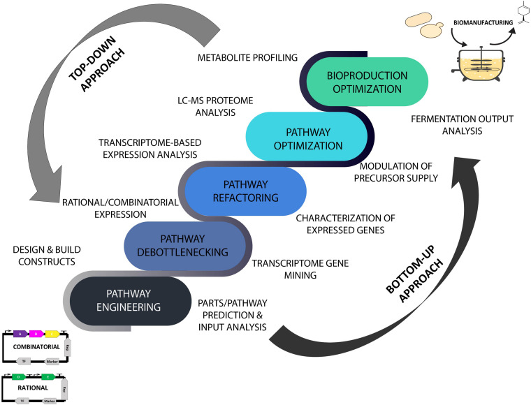 Top-down and bottom-up biomanufacturing strategies driven by omics and machine learning tools using high throughput analytical and predictive engineering technologies. Top-down approach focused on strain optimization and bioproduction improvement. Bottom-up approach aimed at reconstruction and refactoring of biosynthetic pathways for synthesis of existing and new-to-nature bioproducts. LC-MS, liquid chromatography–mass spectrometry.
