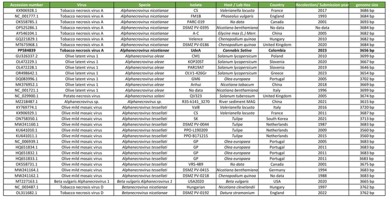 Information about the Alphanecrovirus in NCBI public database used in the phylogenetic analysis.