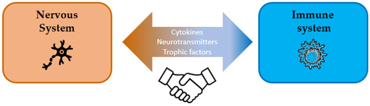 The crosstalk between nervous and immune systems.