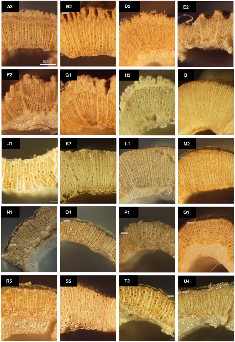Phenotypic variation in the xylem: phloem ratio for a range of Cannabis germplasm from the Ecofibre Global Germplasm Collection. Stereo microscopy images taken from internode 3–4 across a representative sub-set of 20 accessions; Accessions were grown in environmentally-controlled conditions and harvested at similar developmental stages; Letters correspond to accessions and numbers to replicate plant; Scale bar: 500μm; redrawn from (Stanger, 2015).