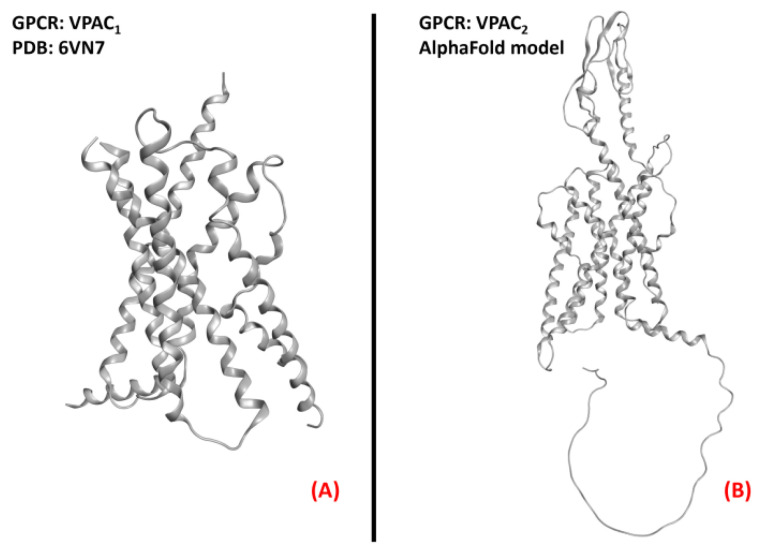 Structure of the receptors (A) VPAC1 (sourced from the Protein Data Bank, PDB code: 6VN7 [155], method: cryo-EM, resolution: 3.20 Å), and (B) VPAC2 (with no experimentally resolved structure available, the model sourced from the AlphaFold database is presented). The images were created and rendered with MOE.