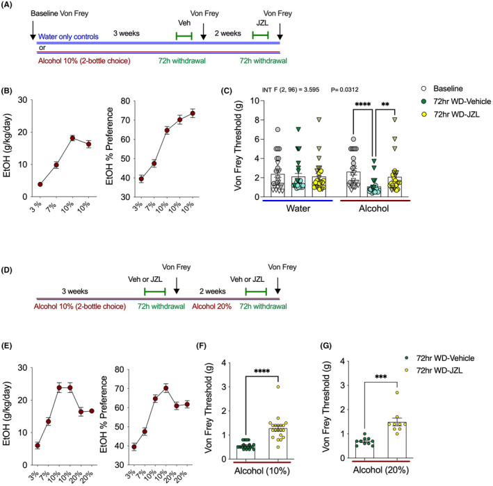 JZL184 reverses mechanical hypersensitivity 72 h into EtOH withdrawal. (A) Schematic of experimental timeline. (B) Weekly EtOH intake of alcohol‐drinking mice. (C) Von Frey threshold is significantly reduced at 72 h into EtOH withdrawal, which is reversed by JZL184. (D) Schematic experimental timeline. (E) Weekly EtOH intake of alcohol‐drinking mice. (F and G) JZL184 reverses mechanical hypersensitivity at 72 h EtOH withdrawal from 10% and 20% EtOH. F and p values shown in figures from two‐way ANOVA. **p < 0.01, ***p < 0.001, ****p < 0.0001 via post hoc Holm–Sidak pairwise comparisons or unpaired two‐tailed t‐test. Data presented as individual mice (triangles males and circles females) and Mean ± SEM, with number of subjects per group as follows: Graphs B/C water‐only n = 26, EtOH drinking n = 25; graphs E–G 10% EtOH drinking vehicle treatment n = 20, 10% EtOH drinking JZL184 treatment n = 20. 20% EtOH drinking vehicle treatment n = 10, 20% EtOH drinking JZL184 treatment n = 9.