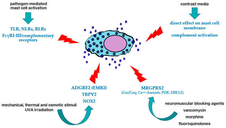Examples of non-IgE-mediated (i.e., “pseudoallergic”) pathways of mast cell degranulation (details in the text).