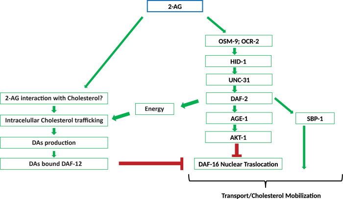 Working model of 2-AG dependent mobilization of cholesterol.Under interaction of 2-AG with an unknown target in sensory neurons, multiple signaling mechanisms are likely to converge on activation of the IIS pathway and inhibition of DAF-16/FOXO. Signaling through the DAF-2 insulin receptor has several functions and could be involved in modulation of the intracellular traffic of cholesterol. The interaction of SBP-1 with the IIS pathway remains to be established, but is likely that such interaction is essential for 2-AG-dependent mobilization of cholesterol. For more details see the text.