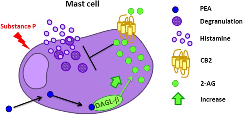 Mechanism of action of PEA in RBL-2H3 cells as suggested by the present study. PEA, by stimulating the activity of DAGL-β, increases the endogenous levels of 2-AG, which, by directly activating the CB2 receptor, blocks histamine release and mast cell degranulation induced by substance P