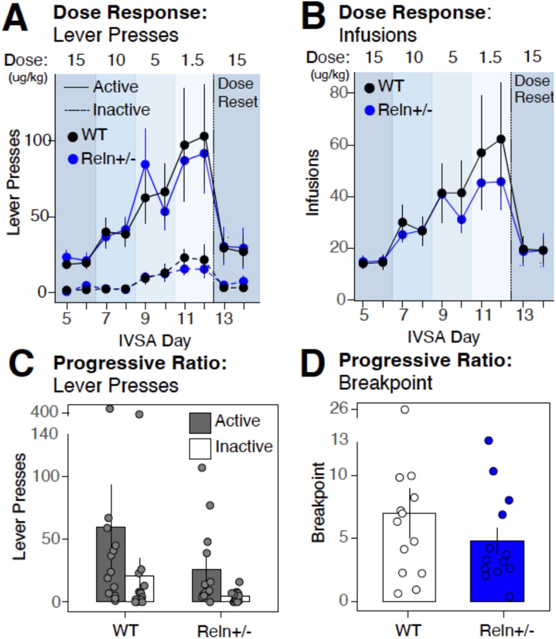 Reln haploinsufficiency does not alter fentanyl dose-response or motivation during intravenous self-administration.A-B Active (solid line) and inactive (dashed line) lever presses (A) or fentanyl infusions (B) across the dose-response phase, in which the unit dose was decreased sequentially from 15 to 10, 5, and 1.5 µg/kg/infusion over IVSA Days 5–12, followed by a dose reset to 15 µg/kg/infusion (Day 13-14; dotted vertical line). Data are mean ± SEM. (C-D) Total active and inactive lever presses (C) and breakpoint (D) during the progressive ratio session, in which the response requirement increased with each successive infusion. Data are mean ± SEM. WT, n = 13; Reln+/−, n = 13.