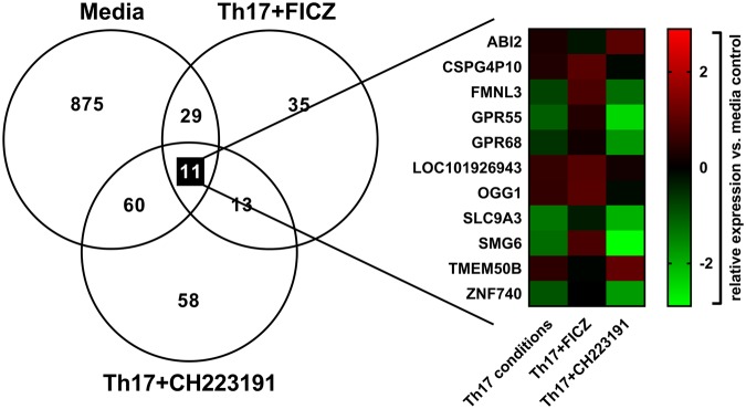 Differentially expressed genes in Th17 cell cultures on day 3. Naïve human CD4 T cells were cultured under four conditions for three days (media, Th17-inducing cytokines (Th17 conditions), Th17 + FICZ, Th17 + CH223191), followed by RNA-seq. Left: Venn diagram showing the number of differentially expressed genes for each condition compared to the Th17 group. Overlapping areas of circles represent genes regulated by multiple treatments. Right: Heat map showing relative expression of the genes regulated by all three treatments compared to the media control.