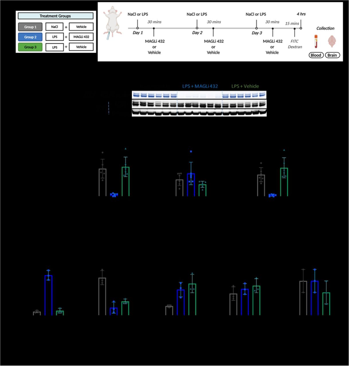 Target occupancy and engagement assays show that MAGLi 432 potently reduces MAGL activity in a mouse model of LPS-induced neuroinflammation.(A) Treatment groups and injection schedule of LPS and MAGLi 432. CD-1 mice were challenged with LPS or NaCl followed by MAGLi 432 or vehicle (i.p. administration over 3 consecutive days). Blood and brain tissue were collected for analysis. (B,C) ABPP and western blot analysis of cortical brain lysates from each treatment group reveal that MAGLi 432 achieves an effective blockade in the brain (n = 6). (C) The average signal intensities of MAGL activity and total protein were quantified as the total detectable active MAGL signal (ABPP) divided by the total MAGL/β-actin signal. (D) LC-MS analysis of 2-AG, arachidonic acid, PGE2, PGD2 and AEA in cortical lysates of each treatment group (n = 3). Data are means ± SD, one-way ANOVA with Tukey’s post hoc test, ns = not significant, *p < 0.05, **p < 0.01, ***p < 0.001, ****p < 0.0001).