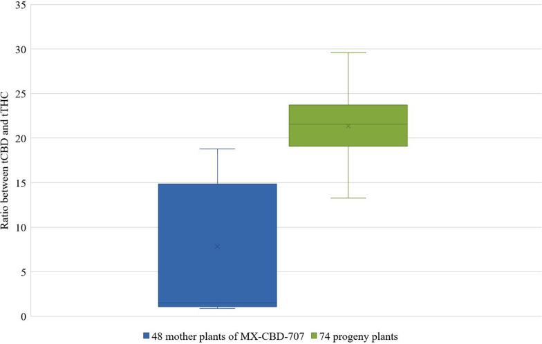 Distribution of the ratios between tCBD and tTHC in 48 mother plants of breeding population MX-CBD-707 (left-blue) and 74 of their progeny (right-green).