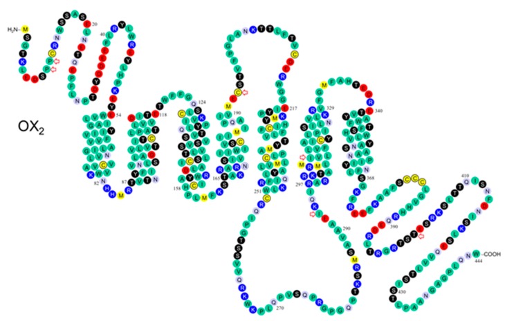 Schematic of the OX2 receptor in the plasma membrane. Modified from Kukkonen et al. [23]; based on findings of Peyron et al. [10] and Olafsdottir et al. [9]. The variants marked with red arrows are: OX210 Pro/Ser, OX211 Pro/Thr, OX2193 Cys/Ser, OX2293 Ile/Val, OX2308 Ile/Val, and OX2401 Thr/Ile [2].