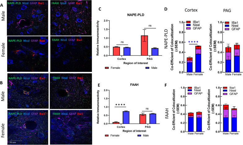 Immunohistochemical analysis of the AEA system. A Immunohistochemistry of naïve male and female cortex. Staining for NAPE-PLD, FAAH, Iba1, GFAP, and Nissl was performed. Original magnification ×63. B Immunohistochemistry of naïve male and female PAG. Staining for NAPE-PLD, FAAH, Iba1, GFAP, and Nissl was performed. Original magnification ×63. Scale on lower left image applies to all frames. C Measurement of relative area of IHC field occupied by NAPE-PLD staining pixels for each sex and region. No significant differences were observed between region or sex. D Measurement of co-efficient of colocalization for NAPE-PLD with IBa1, Nissl, and GFAP. NAPE-PLD colocalized with Nissl at significantly higher rates in female cortex vs male cortex (****p = 0.004). No significant differences observed in PAG. E Measurement of relative area of IHC field occupied by FAAH staining pixels for each sex and region. FAAH immunoreactivity was significantly higher in male cortex vs female cortex (****p = 0.003). F Measurement of co-efficient of colocalization for FAAH with IBa1, Nissl, and GFAP. No significant differences observed between region or sex. All calculations for co-efficient of colocalization were performed with respect to the relevant enzyme. n = 3/sex for each analysis
