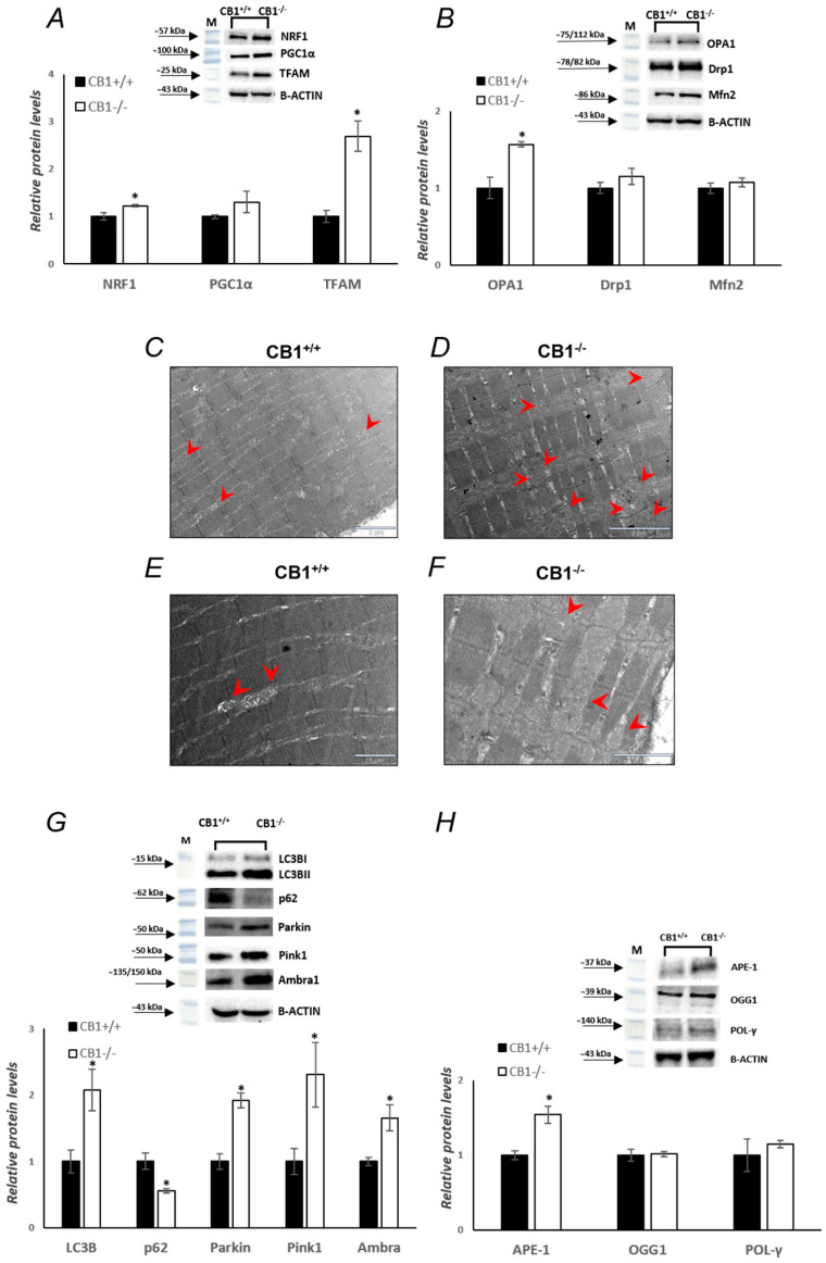CB1 deletion affects mitochondrial quality control. (A,B,G,H) Representative immunoblots of NRF1/B-ACTIN, PGC1α/B-ACTIN, TFAM/B-ACTIN, OPA1/B-ACTIN, Drp1/B-ACTIN, Mfn2/B-ACTIN, APE-1/B-ACTIN, OGG1/B-ACTIN, POL-γ/B-ACTIN, LC3BI/II/B-ACTIN, p62/B-ACTIN, Parkin/B-ACTIN, Pink1/B-ACTIN, and Ambra1/B-ACTIN in skeletal muscle of CB1+/+ and CB1−/− mice. Histograms show the results of the densiometric analysis of immunoblots. B-ACTIN was used as a loading control. (C–F) Transmission electron microscopy analysis of CB1+/+ and CB1−/− muscle fibers. Representative images of CB1+/+ and CB1−/− muscle fiber ultrastructure. Red arrowheads indicate intermyofibrillar mitochondria. Data are represented as mean ± SEM; n = 5. * p < 0.05 vs. CB1+/+ (Student’s t-test).