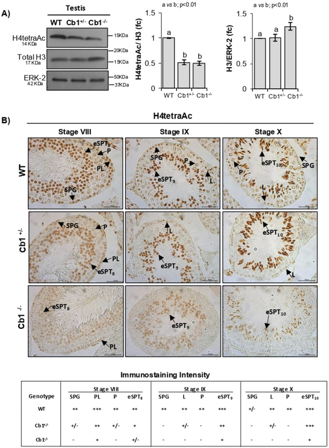 Panel A shows Western blot and bar graphs comparing H4tetraAc and H3 expression across genotypes WT, Cb1+/-, and Cb1-/-. Statistical significance is indicated. Panel B shows immunostaining of testes sections at stages VIII, IX, and X for WT, Cb1+/-, and Cb1-/- genotypes. Arrows indicate different cell types. The table below summarizes immunostaining intensity for different cell types and genotypes across stages.