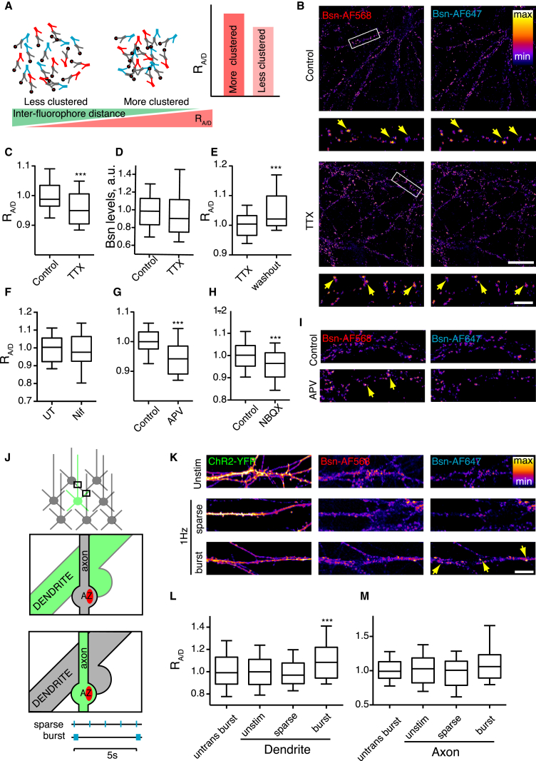 Ratiometric Imaging Reveals Activity-Dependent AZ Clustering on the Nanoscale(A) Schematic of the experimental approach; see Results and Experimental Procedures for detailed explanation.(B) Ratiometric imaging of TTX-treated neurons stained for Bsn. Arrows indicate AZs with the RA/D representative for the condition. Scale bars, 20 μm (whole images) and 5 μm (magnified regions).(C) Cumulative data for (B); n = 6 experiments, 15 regions of interest (ROIs)/experiment. ∗∗∗p < 0.001, Student’s t test.(D) Bsn levels were unaffected by TTX treatment.(E) TTX washout reverses the RA/D decrease. TTX, 96 hr TTX; washout, 48 hr TTX + 48 hr washout. n = 3, 15 regions of interest/experiment. ∗∗p = < 0.001, Student’s t test.(F) L-type VGCC blocker Nifedipine (2 μM, 48 hr) has no effect on RA/D. n = 3.(G and H) 48-hr treatment with 50 μM NMDAR blocker APV (G) and 10 μM AMPAR blocker NBQX (H) reduce RA/D.(I) Ratiometric imaging of APV-treated neurons stained for Bsn. Arrows indicate AZs with RA/D representative for the condition.(J) Schematic of the optogenetic experimental setup. Top, sparse transfection of cultured neurons with ChR2-YFP. Second from top, rationale for identification of the trans-activated synapses formed between YFP-positive dendrites (green) and YFP-negative presynaptic boutons (gray). Third from top, rationale for identification of the cis-activated synapses formed between YFP-negative dendrites (gray) and YFP-positive presynaptic boutons (green). Bottom, two patterns used for activation of ChR2. Sparse, 1-Hz flashes. Burst, five flashes at 20 Hz every 5 s.(K) Cultures expressing ChR2-YFP were stimulated for 48 hr and fixed and stained for RA/D. Unstim, unstimulated culture; sparse and burst, see above. Shown are representative images of YFP-expressing dendrites with adjacent Bsn-positive AZs. Scale bar, 20 μm.(L) Quantification of the effect of ChR2 stimulation in trans on RA/D in individual AZs. One AZ was defined as a single Bsn-positive punctum.(M) Same as in (L) but for stimulation in cis. ∗∗∗p < 0.001 compared to untransfected burst, one-way ANOVA with Kruskal-Wallis post test. n = 4 experiments, 10–30 regions of interest/experiment.Error bars indicate 10–90 percentile range.