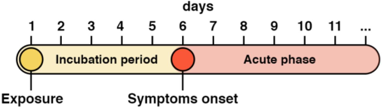 A timeline of the disease progression following exposure to the SARS-CoV-2 virus.