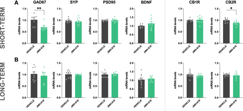 JWH-018 exposure during adolescence induces a decrease in the expression of GAD67 and CB2R in the prefrontal cortex in male mice.A, B mRNA levels of GAD67, SYP, PSD95, BDNF, CB1R and CB2R in the prefrontal cortex in male mice exposed to JWH-018 during adolescence at short- A and long-term B. Tissue was obtained 24 h after the prepulse inhibition test (n = 6–10 mice per group). Data are expressed as mean ± SEM. *p < 0.05; **p < 0.01 (comparison between JWH-018 and vehicle; Mann-Whitney test for GAD67 expression, and Student’s t-test for CB2R expression). GAD67 glutamic acid decarboxylase 67, SYP synaptophysin, PSD95 postsynaptic density protein 95, BDNF brain derived neurotrophic factor, CB1R cannabinoid receptor type 1, CB2R cannabinoid receptor type 2.