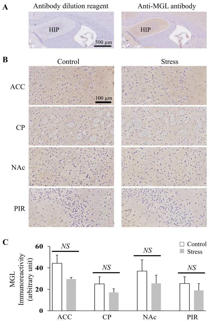 MGL immunoreactivity in the ACC, CP, Nac, and PIR was not different between control and stressed mice. (A) Immunohistochemical staining for the validation of MGL in mice HIP (the white dotted line circled part). The left is the result of the antibody dilution reagent and the right is the result of MGL (500X) (scale bar: 500 µm). (B) Representative MGL-immunoreactive result of ACC, CP, NAc, and PIR in the control and stressed mice sections (scale bar: 100 µm). (C) Quantification comparison of the immunohistochemical expression of MGL in the ACC, CP, NAc, and PIR between control and stressed mice. Histograms represent the mean + SEM (the number of mice in each group was three). Two-tail t-test was performed. NS: p-value > 0.05.