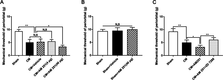 The influence of AM 251 and ZD 7288 on hyperalgesia in CM rats. A The mechanical pain thresholds of the periorbital region in the CM group were materially lower than in the Sham group, and there was no obvious difference between the CM and CM + Vehicle groups. Compared to the CM + Vehicle group, the mechanical pain thresholds of the periorbital region in the CM + AM 251 (40 μg) group were visibly decreased. The mechanical pain thresholds of the periorbital region in the CM + Vehicle group were indistinguishable from the CM + AM 251 (4 μg) group. (n = 6/group, *p < 0.05, **p < 0.01, N, S, not significant). B No substantial difference was observed in the mechanical pain thresholds of the periorbital region among the Sham, Sham + Vehicle, and Sham + AM 251 (40 μg) groups. (n = 6/group, N, S, not significant). C The mechanical pain thresholds of the periorbital region were robustly decreased in the CM group compared with those in the Sham group, and the mechanical pain thresholds of the periorbital region in the CM + AM 251 group were further drastically reduced compared to those the CM group. However, The mechanical pain thresholds of the periorbital region were significantly increased in the CM + AM 251 + ZD 7288 group compared to those in the CM + AM 251 group. (n = 6/group, *p < 0.05, **p < 0.01, N, S, not significant)