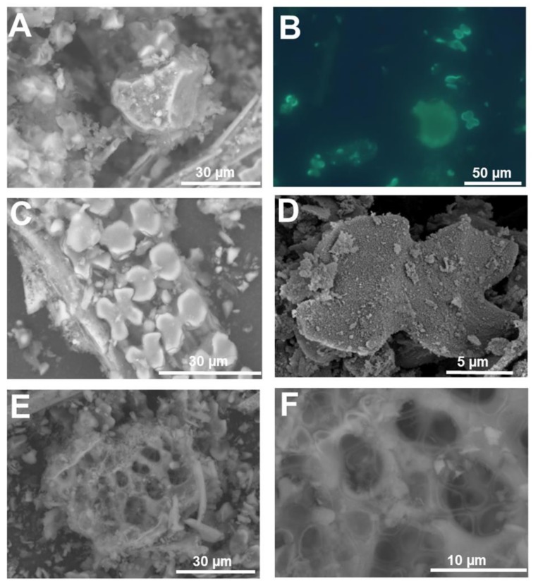 SEM (topographic contrast) and fluorescence microscopy images of the silica extracted from rice leaf. (A) Bulliform cells with silicified fibrous material. (B) Bulliform cell and silica cells stained with PDMPO. (C) Dual-layer of silica cells. (D) Fine detail of the silicified granules present on the surface of a silica cell. (E,F) Probable multicellular silicified pedestal of a rice trichome. Images (A,C,E,F) were taken using a HITACHI TM3000 TableTop SEM. Images (B) and (D) were taken using an Olympus BX50 fluorescence microscope and a Hitachi S-4500 SEM, respectively.