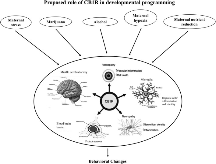 Central role of fetal cerebral CB1R expression effects of maternal stress, hypoxia, marijuana, alcohol consumption, and Maternal Nutrient Reduction on offspring behavior. Chronic stress exposure, marijuana consumption, and alcohol consumption alter EC/CB1R signaling. The ECS has been implicated in the development of several functional complications. In particular, genetic or pharmacological blockade of CB1R function has been shown to ameliorate various physiological processes associated with peripheral neuropathy, retinopathy, atherosclerosis, middle cerebral artery, and cardiac dysfunction (Walter et al. 2003; Lupica et al. 2004; Patel and Hillard 2009; Lipina et al. 2013; Seleverstov et al. 2017).