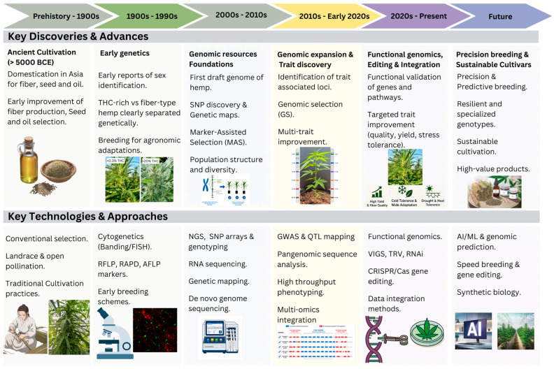 Historical progression of genetic and genomic advances in Cannabis sativa L. breeding and research. Schematic timeline showing major milestones in Cannabis sativa genetic improvement, from early cultivation to modern precision breeding. The upper panel summarizes key breeding objectives and genetic advances across successive eras, including the differentiation of low-THC industrial hemp (<0.3% THC) from drug-type Cannabis, the adoption of marker-assisted selection (MAS), and the development of climate-resilient cultivars. The lower panel illustrates the progression of breeding technologies, from cytogenetics and next-generation sequencing (NGS) to pangenomic analysis, multi-omics integration, CRISPR/Cas-based genome editing, and AI/ML-assisted genomic prediction. The figure was assembled in Canva, with selected illustrations generated using the DeepAI image generation tool.