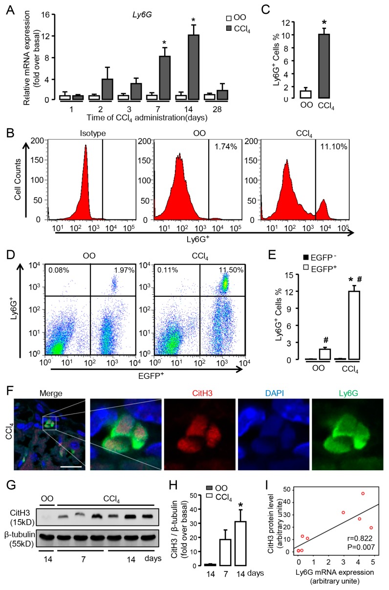 Numerous neutrophils are recruited and activated in the liver of carbon tetrachloride (CCl4)-treated mice. (A) The mRNA expression of neutrophil marker Ly6G was examined by qRT-PCR in the injured liver of CCl4 mice. (B,C) Representative FACS plots and quantification for total neutrophils (Ly6G+). (D,E) Representative FACS plots and quantification for neutrophils of BM origin (Ly6G+EGFP+) and non-BM origin (Ly6G+EGFP𢈒). (F) Immunofluorescent staining for CitH3 in the liver of CCl4-treated mice. Scale bars, 20 μm. (G,H) CitH3 expression in the injured liver was examined by Western blot. (I) The correlation between CitH3 protein levels and Ly6G mRNA expression in liver tissue. Data are presented as the mean ± SEM. N = 6 per group. * p < 0.05 vs. control. # p < 0.05 vs. EGFP𢈒 neutrophils with the same treatment.