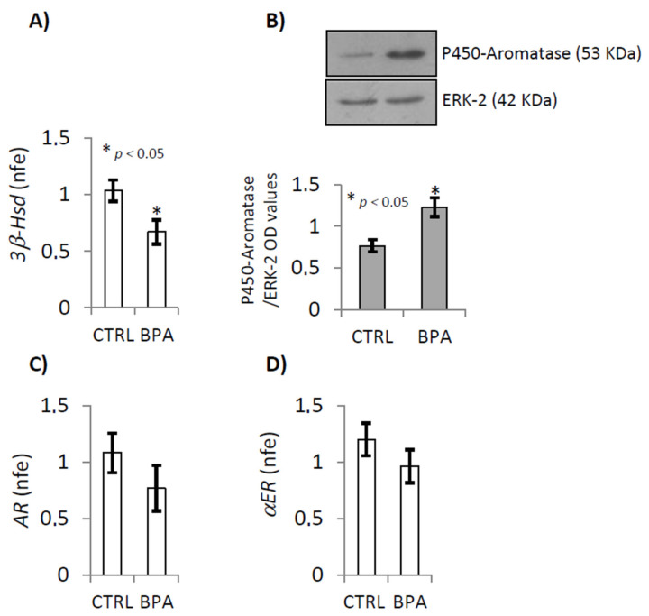 RTqPCR analysis of testicular 3β-Hsd (A), AR (C) and αER (D) mRNA in CTRL and BPA exposed mice. Transcripts amounts were reported as normalized fold expression (nfe) relatively to Rps18 gene (A,C,D). Western Blot analysis of P450-aromatase (B) in CTRL and BPA exposed mice. Protein amounts were quantified by densitometry analysis, normalized against ERK-2 signals, and expressed in OD values as fold change (B). All data were reported as mean value ± S.E.M. (*: p < 0.05).