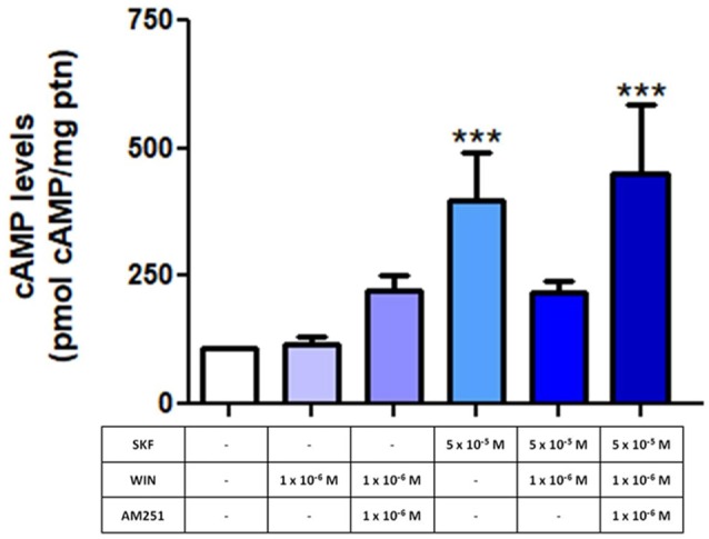 Endocannabinoid system (ECS) modulates the function of dopamine-induced increase in cyclic AMP (cAMP) levels. E8C6 retinal mixed cell culture was subjected to cAMP quantification analysis, as described. When the selective D1 receptor agonist, SKF38393 (SKF) at 5 × 10−5 M was used, cAMP levels increased significantly. When the culture was treated with WIN after SKF stimulation, the SKF-induced increase in cAMP levels was lost. However, in cultures pretreated with AM251, a selective CB1 antagonist, cAMP levels were increased (AM251 + SKF + WIN), similar to SKF-only application. AM251 was added 15 min before SKF and WIN, which were added for 30 min, all at 37°C. ***< 0.001. N = 6 for each analysis.