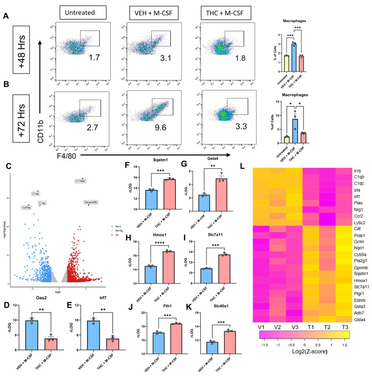 Analysis of BMDCs 48 h after culture with M-CSF. (A) Representative flow cytometry pseudocolor plot and graphical representation of CD45 + CD11b + F4/80+ macrophages at 48 h. Preliminary gating shown in Figure S1C. (B) Representative flow cytometry pseudocolor plot and graphical representation for CD45 + CD11b + F4/80+ macrophages at 72 h. Preliminary gating shown in Figure S1D. (C) Volcano plot of DEGS between VEH + M-CSF- and THC + M-CSF-treated groups at 48 h. (D,E) Graphical representation of rLOG normalization counts for VEH + M-CSF- and THC + M-CSF-treated groups at 48 h. (F–K) Graphical representation of rLOG normalization counts for ARE and iron-related genes between VEH + M-CSF- and THC + M-CSF-treated groups at 48 h. (L) Heat map of DEGs between VEH + M-CSF- and THC + M-CSF-treated groups at 48 h. (A,B,D–I) n = 3, levels of statistical significance were assigned according to the following cutoffs: * p < 0.05, ** p < 0.01, *** p <0.001, and **** p < 0.0001. (D–I) Unpaired t-test was performed between the two groups.