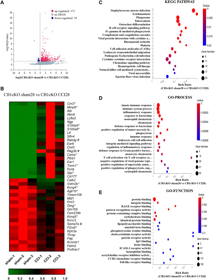 Transcriptomic changes and functional analysis of dorsal root ganglion (DRG) in CB1cKO mice subjected to chronic constriction injury (CCI) (CB1cKO sham28 vs. CB1cKO CCI28). (A) Volcano plot indicated the upregulated and downregulated differentially expressed genes (DEGs) in CB1cKO mice after CCI modeling. (B) Heatmap of the top 20 upregulated and downregulated DEGs in CB1cKO mice after CCI modeling. *This gene is related to pain. #This gene is related to inflammation. (C–E) Kyoto Encyclopedia of Genes and Genomes (KEGG) (C), Gene Ontology (GO)-biological processes (D), and GO-molecular function (E) enrichment analysis of the DEGs in CB1cKO mice subjected to CCI.