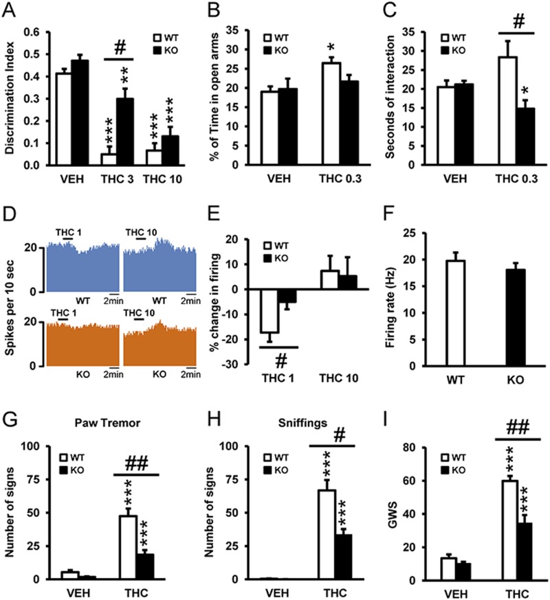 5-HT2AR mediates THC-induced amnesic- and anxiolytic-like effects.(A) The administration of THC (3 and 10 mg/kg) induced memory impairments in the novel object recognition test in WT mice as compared to vehicle (VEH) treatment (n = 8–11), and this effect was significantly abrogated in 5-HT2AR KO mice at the dose of 3 mg/kg, but not at the dose of 10 mg/kg. (B) The anxiolytic effects of THC (0.3 mg/kg) observed in WT mice tested in the elevated plus maze were blocked in 5-HT2AR KO mice (n = 9–12). (C) The increase in social interaction induced by THC (0.3 mg/kg) in WT mice was abolished in 5-HT2AR KO mice (n = 5–7). (D) Neuronal firing of representative dorsal raphe (DR) neurons before and after THC administration (1 and 10 nM) in WT (upper panel) and 5-HT2AR KO (lower panel) animals. (E) A challenge with THC (1 nM) reduced the percent change in firing rate of DR neurons from WT mice, and this effect was blunted in DR neurons from 5-HT2AR KO mice. No significant differences between genotypes were observed following a challenge with THC at 10 nM (n = 7–14). (F) The basal firing rate of DR neurons was similar in WT and 5-HT2AR KO animals (n = 20–24). (G–I) Withdrawal symptoms, including paw tremor (G), sniffing (H), and global withdrawal score (GWS) (I), were reduced in 5-HT2AR KO mice when compared to WT mice. Data are mean + standard error of the mean (SEM). * p < 0.05, ** p < 0.01, and *** p < 0.001 versus VEH; # p < 0.05 versus WT mice. The statistical analyses used and their corresponding F and p-values are shown in S1 Table.