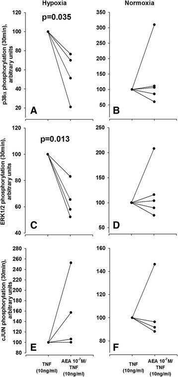 Impact of anandamide on mitogen-activated protein kinase pathways in RASF. a-f Analysis of p38α phosphorylation (a, b), ERK1/2 phosphorylation (c, d) and cJun phosphorylation (e, f) under TNF treatment with or without AEA pretreatment under normoxic (a, c, e) and hypoxic (b, d, f) conditions. Paired t test was used for comparisons. Number of patients included was n = 4 (a, c, e) and n = 5 (b, d, f). AEA anandamide, RA rheumatoid arthritis, SF synovial fibroblast(s), TNF tumor necrosis factor