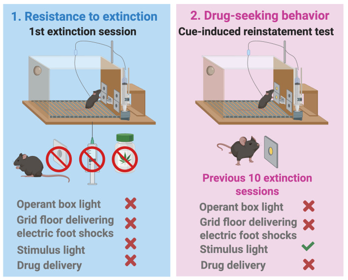 Resistance to extinction and drug-seeking behavior as parameters related to craving.Only mice with patent catheters that met acquisition criteria entered extinction. Resistance to extinction consisted of the first 2-h session in the same operant chambers without WIN 55,212-2 priming, response-contingent infusions, or associated cues after active nose pokes. This parameter (craving-related measure 1) was defined as the total number of active nose pokes during the first 2-h extinction session, with higher values indicating greater resistance to extinction. Drug-seeking behavior (cue-induced reinstatement, craving-related measure 2) was tested the day after 10 extinction sessions in a single 120-min FR2 session identical to acquisition but without drug delivery, where each active nose poke produced the conditioned cues (cue light, pump noise, priming-injection light) instead of WIN 55,212-2 [16].