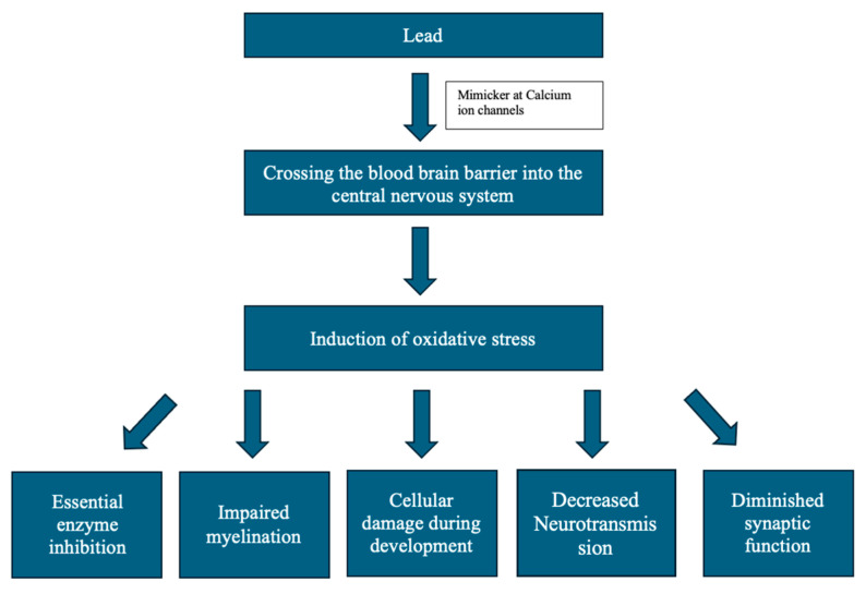 Effects of lead on the cellular and molecular functioning of the central nervous system.