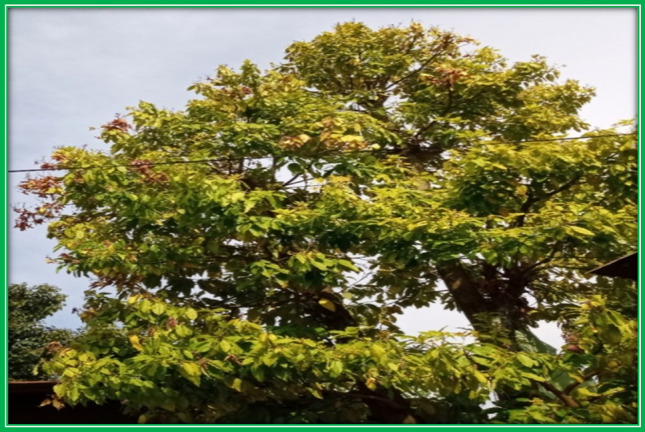 Avocado (Glycosmis cochinchinensis) Leaf extracts plant and its fruit taken from local area of Dambi Dollo Town, Oromia, Ethiopia.