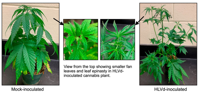 HLVd associated symptoms in susceptible cannabis plants.
