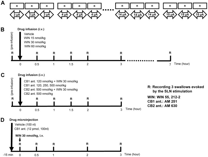 Schematic illustration of the present experimental protocol.The experimental procedure to investigate relationships between the intensity of electrical stimulation and the swallowing reflex (A). The time-course of recording points for the swallowing reflexes before and after intravenous infusion (B and C) of drugs or vehicle and microinjection of drugs into the NTS (D). R: recording 3swallows evoked by the SLN stimulation, WIN: WIN 55,212-2, CB1 ant: AM 251, CB2 ant.: AM 630, i.v.: intravenous infusion.