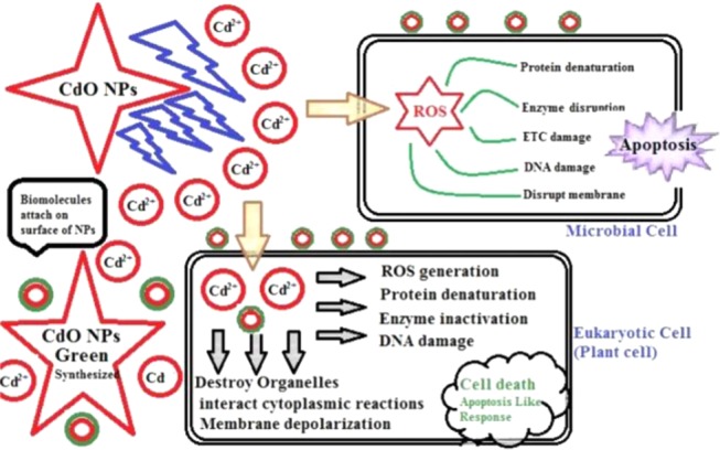 Toxicity mechanism of chemically and biologically synthesized CdO NPs. Ch-CdO NPs release a Cd ion that interacts with the surface biomolecules and causes more damage due to influx, where it causes ROS and inactivation of proteins, lipids, and DNA. The green-synthesized CdO NPs interact more on the surface due to compatibility with biological system along with release of ions.
