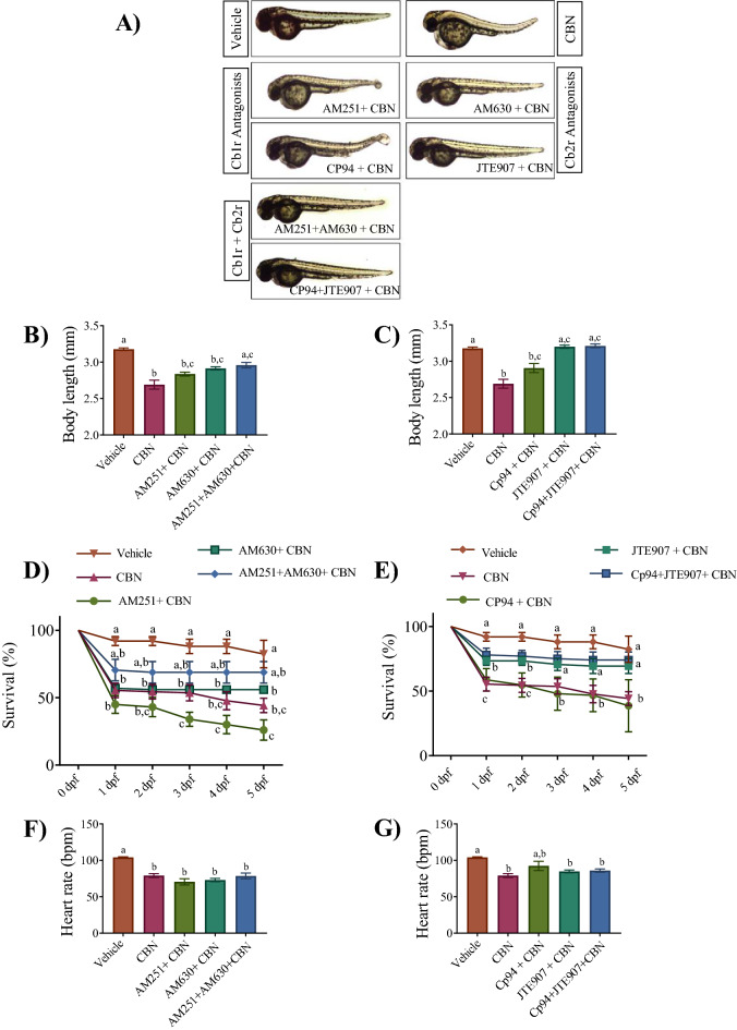 Blocking Cb2r prevents the CBN-induced deficits in morphology and survival. (A) Images of embryos at 2 dpf in the presence and absence of Cb1r and Cb2r antagonists with CBN. N = 3 experiments. (B) Bar graph shows the mean body length (mm) of embryos for one set of antagonists (AM251 and AM630 for Cb1r and Cb2r respectively) in vehicle control (n = 57), 3 mg L−1 CBN (n = 29), AM251 10 nm + 3 mg L−1 CBN (n = 21), AM630 10 µm + 3 mg L−1 CBN (n = 21) and AM251 10 nm + AM630 10 µm + 3 mg L−1 CBN (n = 36) respectively at 2 dpf (N = 3 experiments). (C) Bar graph shows the mean body length (mm) of embryos for the second set of antagonists (Cp94 and JTE907 for Cb1r and Cb2r respectively). The bars represent vehicle control (n = 57), 3 mg L−1 CBN (n = 29), CP94 10 nm + 3 mg L−1 CBN (n = 31), JTE907 10 µm + 3 mg L−1 CBN (n = 234) and Cp94 10 nm + JTE907 10 µm + 3 mg L−1 CBN (n = 31) at 2 dpf. N = 3 experiments. (D) Line graph showing the percentage of embryos that survived within the first 5 days of development following co-exposure of the first set of antagonists and CBN. Treatments are vehicle control, 3 mg L−1 CBN, AM251 10 nm + 3 mg L−1 CBN, AM630 10 µm + 3 mg L−1 CBN and AM251 10 nm + AM630 10 µm + 3 mg L−1 CBN (N = 4 experiments and n = 25 embryos for each experiment). (E) Line graph showing the percentage of embryos that survived within the first 5 days of development following co-exposure of the second set of antagonists and CBN. Treatments are vehicle control, 3 mg L−1 CBN, CP94 10 nm + 3 mg L−1 CBN, JTE907 10 µm + 3 mg L−1 CBN and Cp94 10 nm + JTE907 10 µm + 3 mg L−1 CBN (N = 4 experiments and n = 25 embryos for each treatment). (F) Bar graphs show the mean heart rate in beats per minute (bpm) at 2 dpf for vehicle control (n = 35), 3 mg L−1 CBN (n = 59), AM251 10 nm + 3 mg L−1 CBN (n = 32), AM630 10 µm + 3 mg L−1 CBN (n = 33) and AM251 10 nm + AM630 10 µm + 3 mg L−1 CBN (n = 20) respectively. N = 4 experiments. (G) Bar graphs show heart rate as beats per minute (bpm) at 2 dpf for vehicle control (n = 35), 3 mg L−1 CBN (n = 59), CP94 10 nm + 3 mg L−1 CBN (n = 21), JTE907 10 µm + 3 mg L−1 CBN (n = 25) and Cp94 10 nm + JTE907 10 µm + 3 mg L−1 CBN (n = 20) respectively. N = 4 experiments. Groups which share the same letter(s) of the alphabet are not statistically different from one another; p < 0.05.