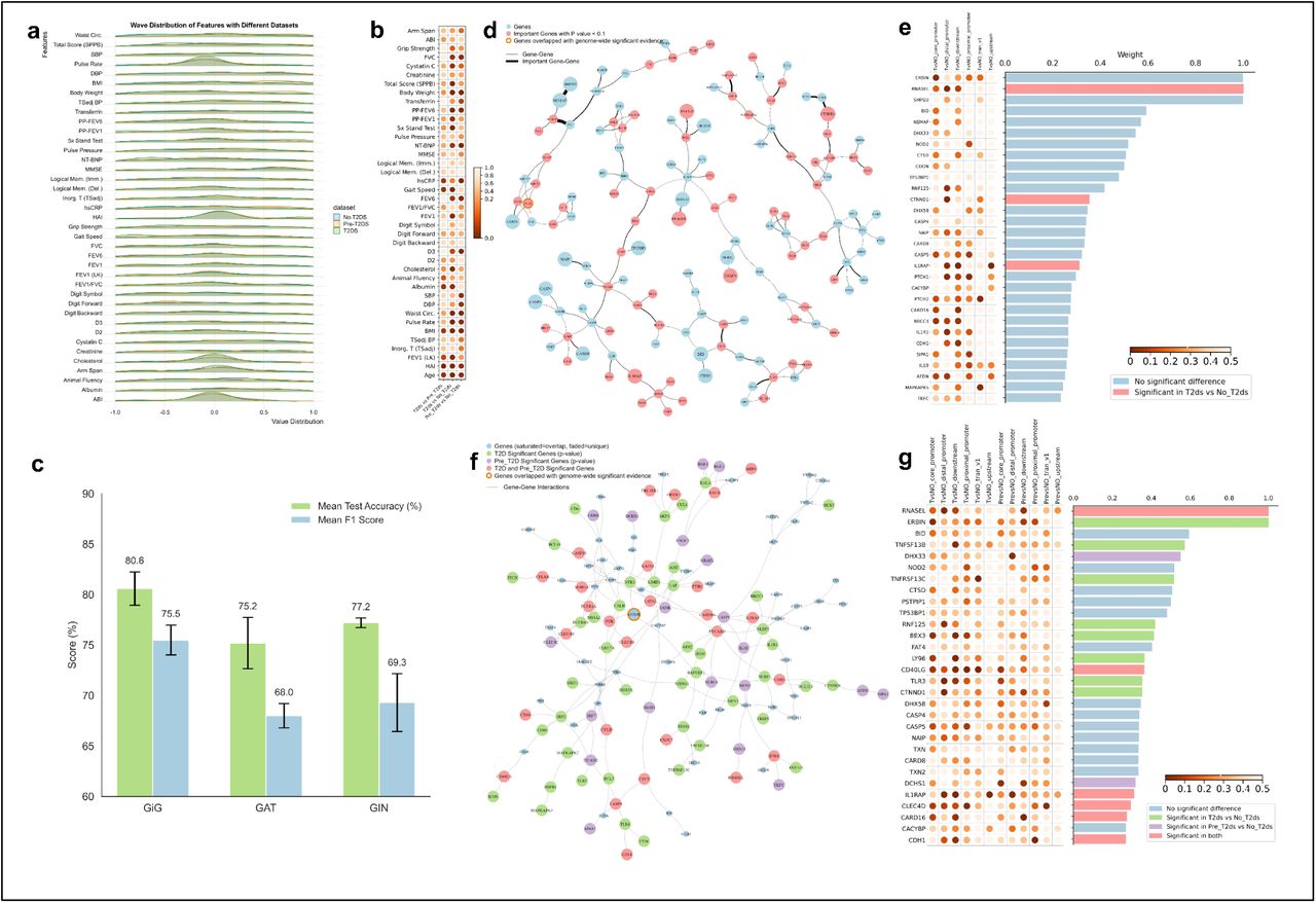 Statistical analysis of clinical phenotypes.a. illustrative of wave distribution of features in each clinical phenotypes for each type of patients (T2ds, Pre_t2ds, No_t2ds). b. the two-sample Kolmogorov-Smirnov test was demonstrated by comparing the three different types of patients in each clinical phenotype. c.Performance comparison between the full GiG model and baseline GNN architectures. Mean test accuracy and mean F1 score are shown for the full GiG model using both phenotype and genotype data and the baseline GAT and GIN models. Error bars represent the standard deviation across cross-validation folds. d. the visualization of the top selected nodes by filtering out of the edge weight lower than 0.05 in t2ds patient cohort. The red nodes represent the nodes with any p-value lower than 0.05 when comparing the gene expression and methylation in t2ds cohort and no_t2ds cohort. e. the bar plot of the node weights for all of top selected genes (red bar are the genes with any p-value lower than 0.05 by comparing the gene expression and methylation in t2ds cohort and no_t2ds cohort) and the left panel of the bar plot shows the p-value in each type of comparison. f. the visualization of the top selected genes combining all of the genes filtered out of the edge weight lower than 0.13 in t2ds patient cohort and the genes filtered out of the edge weight lower than 0.13 in pre_t2ds patient cohort. The green, blue nodes represent the nodes with any p-value lower than 0.05 when comparing the gene expression and methylation in t2ds cohort and no_t2ds cohort and the nodes with any p-value lower than 0.01 when comparing the gene expression and methylation in pre_t2ds cohort and no_t2ds cohort respectively, and the red nodes are the overlapped genes for above 2 types of comparisons. g. the bar plot demonstrates the nodes importance in different type of nodes (the colors align with the visualization in the network), and the bottom panel shows the p-value in each type of comparison