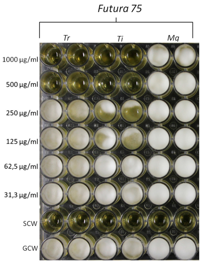 Inhibitory effects induced by Futura 75 water extract on the growth of T. rubrum (Tr) and T. interdigitale (Ti). The same extract displayed a null effect on the growth of M. gypseum (Mg). The inhibitory effects of the extract were qualitatively compared to growth control-well (GCW: containing medium, inoculum and the same amount of DMSO used in CTW, but compound-free), and sterility control well (SCW: sample, medium and sterile water instead of inoculum).