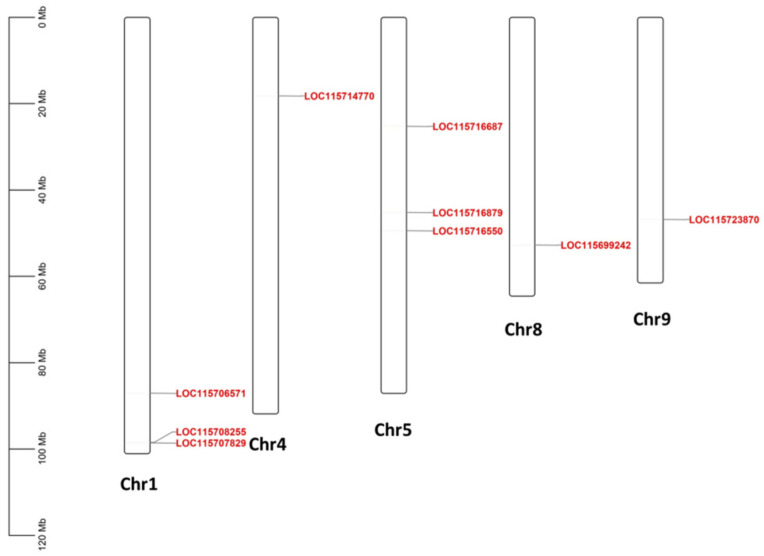 Chromosomal localization of cannabis HDZ IV genes.
