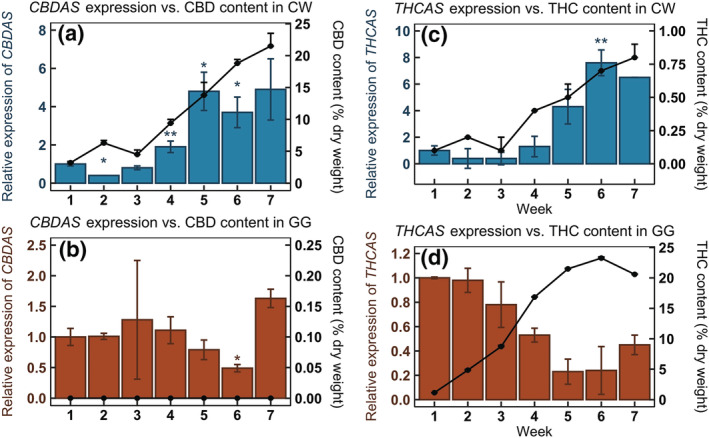 Analysis of CBD and THC accumulation with the expression of cannabinoid synthase genes over the course of 7‐week flower development. (a, b) Superimposition of CBD content with CBDAS expression in CW (a) and GG (b). (c, d) Superimposition of THC content with THCAS expression in CW (c) and GG (d). Data are presented as means ± SE (n = 4). Positive direction error bars are shown for the line. Significant difference of P < .05 (*) and P < .01 (**) was determined by comparing to week 1 using Student's t test