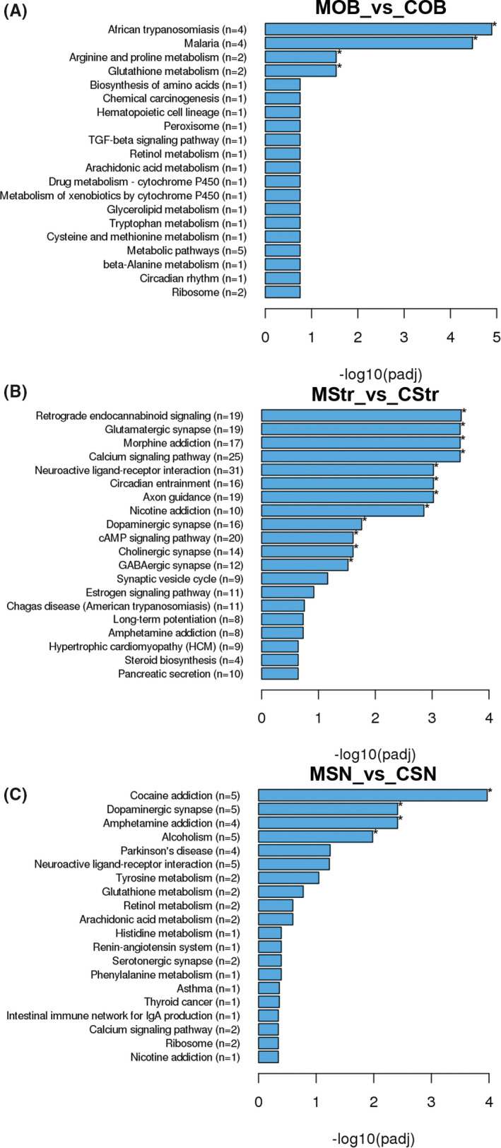 KEGG pathway analysis of the DEGs in five brain regions between 6‐OHDA PD rats (n = 3 rats) and saline controls (n = 3 rats). (A‐C) Top 20 KEGG terms ranked in the OB, Str and SN. The x‐axis represents the statistical significance. The y‐axis shows the KEGG terms, (n) represents the number of DEGs enriched in this KEGG term. *padj < 0.05. C = saline control group and M = 6‐OHDA PD rat model