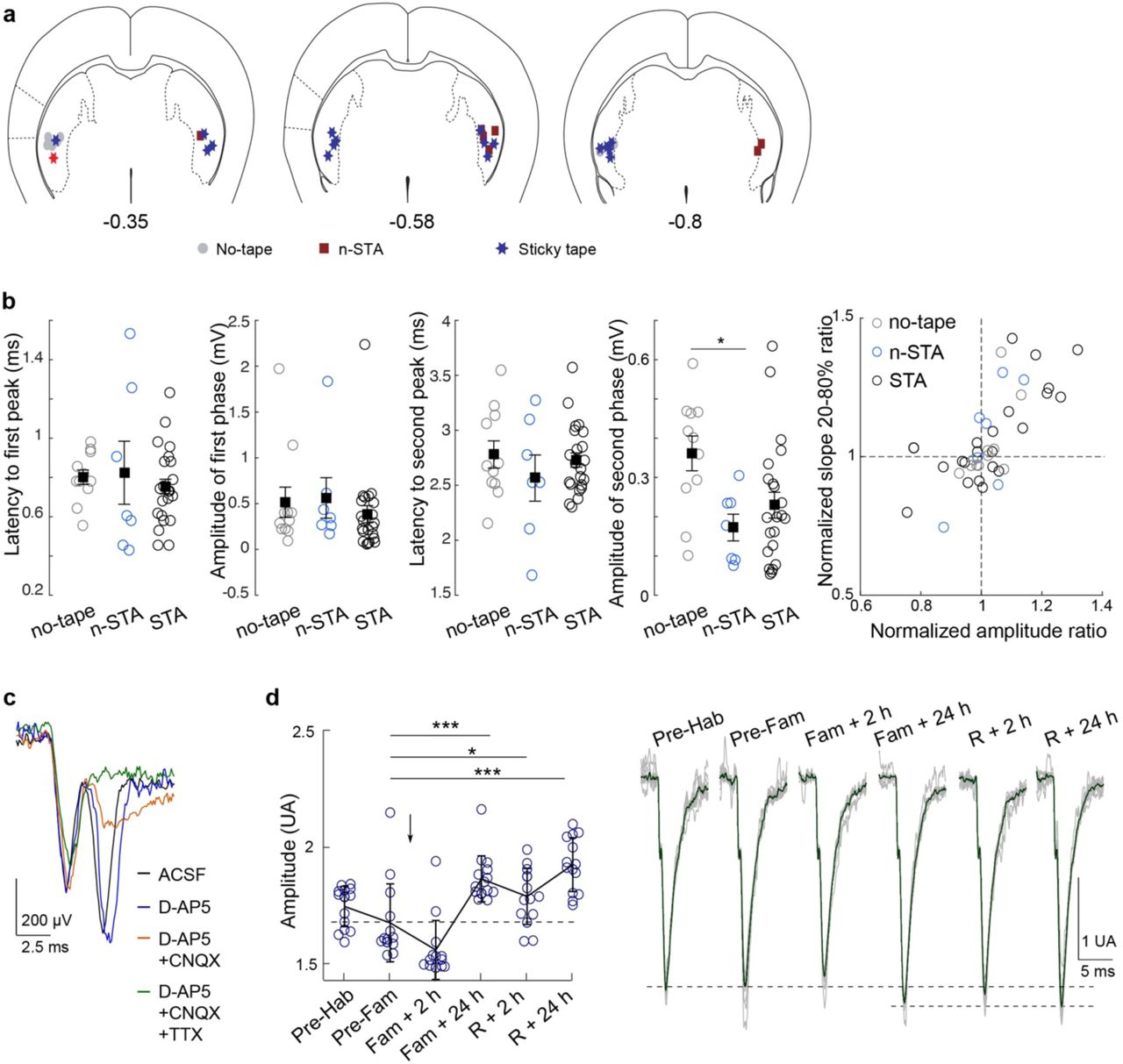 ChR2-LFP characterizationa, Recording sites in DLS are indicated on three coronal slices (0.3, 0.58 and 0.8 mm posterior to bregma). No-tape, n-STA and STA mice are represented with grey circles, red squares and blue stars, respectively. b, Left: Latency and amplitudes of the early and late ChR2-LFP phases across groups (One-way ANOVA: latency 1st: F=0.309, p=0.739; amplitude 1st: F=0.309, p=0.739; latency 2nd: F=0.368; p=0.699; amplitude 2nd: F=5.65, p=0.012). Right: Plasticity ratios obtained at familiarization + 24 hours, using the amplitude or slope (20-80%) of the average normalized response, are consistent (Pearson’s r=0.909, p<0.001). c, Pharmacological blockade in vitro shows a strong reduction of the late phase of ChR2-LFP under D-AP5 (50 mM) and CNQX (1 mM) and a complete abolishment under TTX (1 µM). d, Example of chronic recordings during STA. Left: amplitude (mean±SD) of the second phase (measured on the response normalized by the amplitude of the first phase). Each dot represents the amplitude on the average of 6 consecutive stimulations. One-way ANOVA: F=33.9, p<0.001 (post hoc Tukey tests). Right: Illustrative traces from the same mouse (grey traces indicate averages of 6 consecutive stimulations; dark trace is the total average). All data (except D): mean±SEM. *p<0.05; **p<0.01; ***p<0.001.
