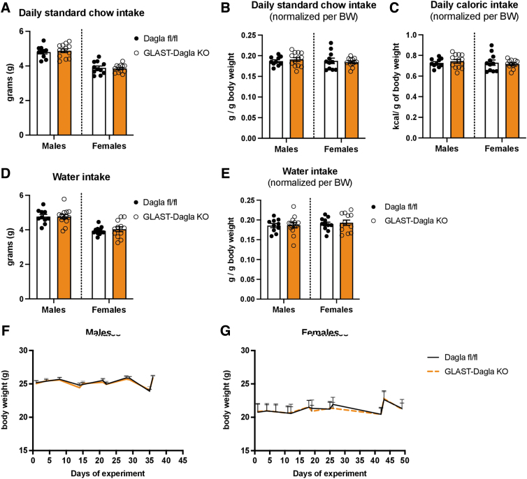 Baseline feeding and the BW are not altered in GLAST-Dagla KO mice. Standard chow intake in grams was not different between in genotypes neither in males (p=0.636) nor in females (p=0.779) (A). There was also no difference when food intake in grams was normalized to BW (males: p=0.506, females: p=0.646) (B) nor when caloric intake was normalized to BW (males: p=0.51, females: p=0.648) (C). Water intake in grams was not different between genotypes neither in males (p=0.969) nor in females (p=0.559) (D). There was also no difference when water intake in grams was normalized to BW (males: p=0.906, females: p=0.692). (E). Body weight did not differ in male [genotype F (1, 21)=0.042, p=0.84; time F (4.242, 89.08)=39.52, p<0.0001; time×genotype F (10, 210)=0.874, p=0.559]; (F) or female [genotype F (1, 21)=0.029, p=0.867; time F (2.086, 43.06)=19.47, p<0.0001; time×genotype F (11, 227)=0.6859, p=0.751]; (G) Two-way ANOVA followed by Sidak's multiple comparison test, n=10–13 animals/group. Values represent mean±SEM. ANOVA, analysis of variance; BW, body weight; SEM, standard error of the mean.